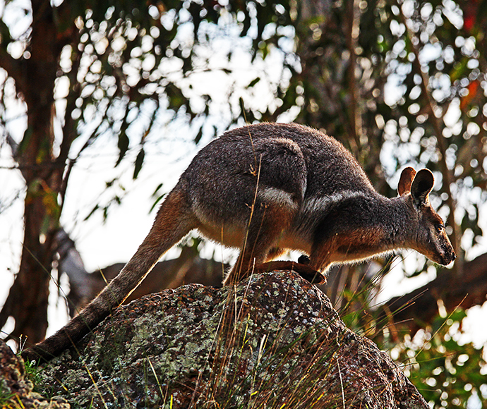 Yellow-footed rock-wallaby (Petrogale xanthopus). Saving our Species conservation project