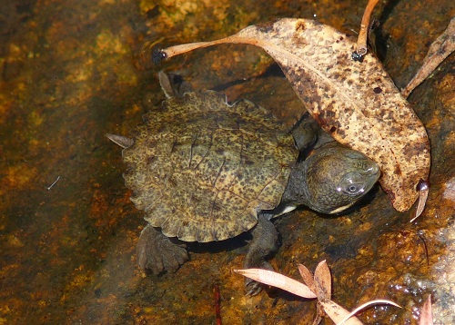 Freshwater turtles | NSW Environment & Heritage